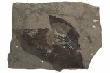 Detailed Fossil Leaf (Fagus) Plate - McAbee Fossil Beds, BC #213266-1